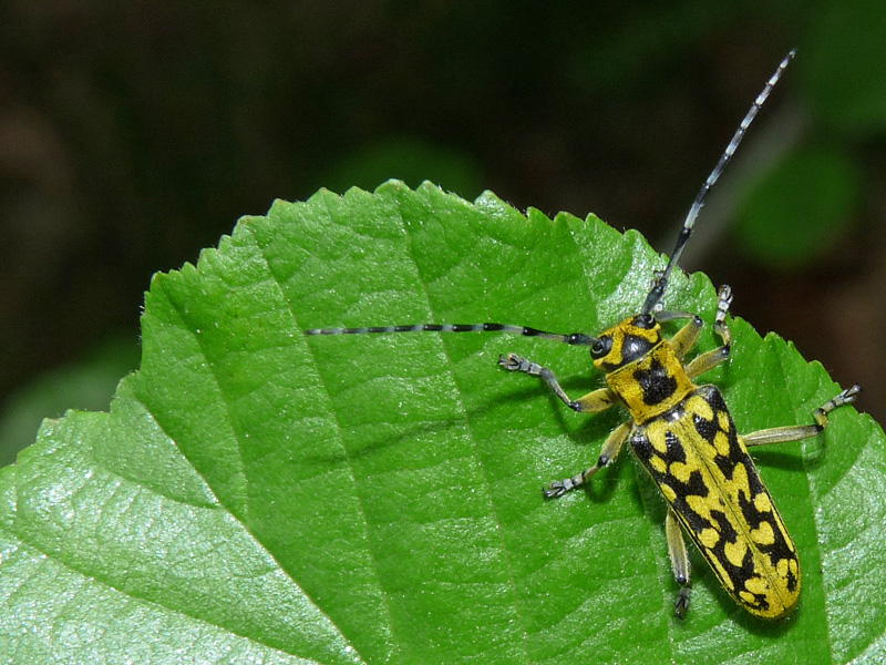 Saperda scalaris